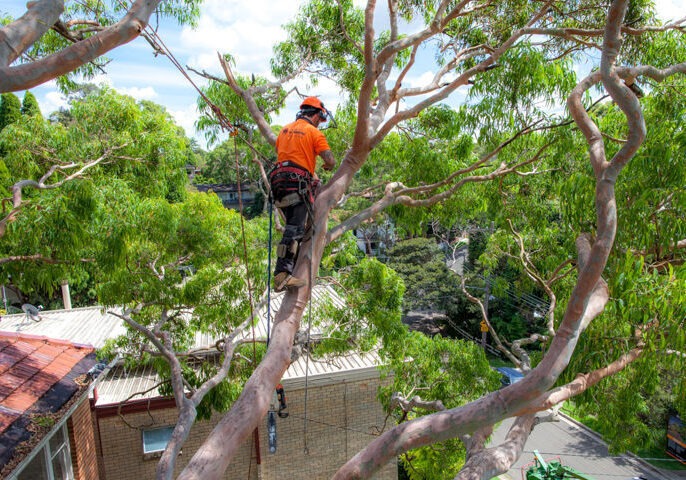 What are the benefits of hiring a tree removal company?